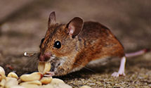 24 Hour & Emergency Exterminators in Eitzen, MN